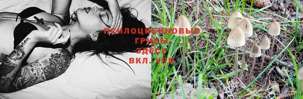 шишки Карпинск